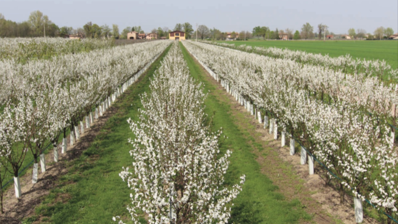CODICE 5. Aziende Agricole e Fondi Rustici – Incarichi di Vendita