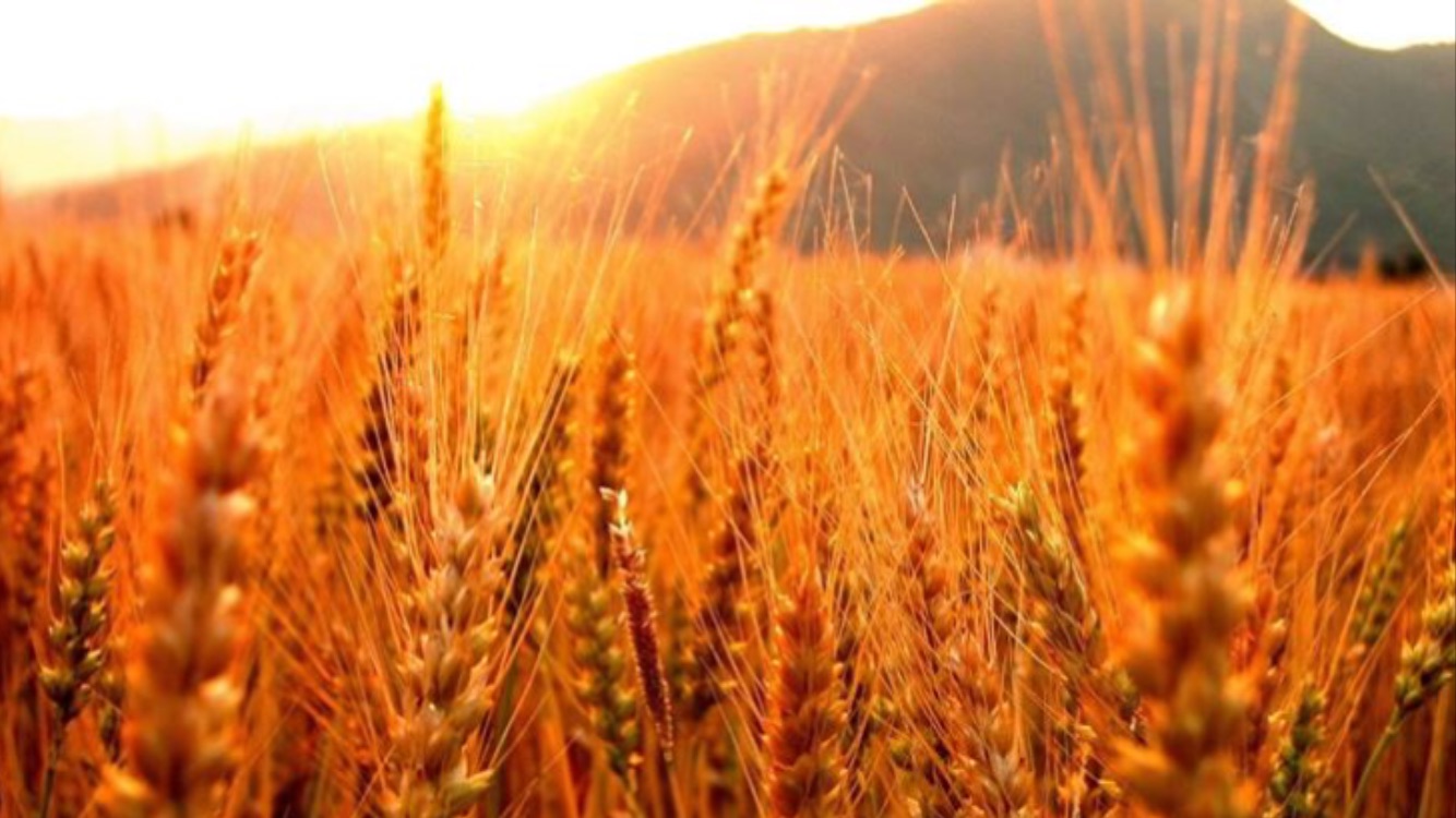 CODICE 4. Aziende Agricole, Fondi Rustici, Agriturismi E Fattorie Didattiche – Vendita