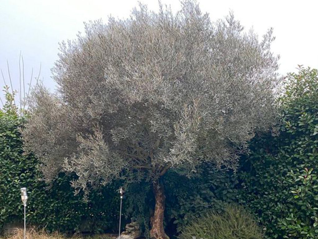 sanmartino-19