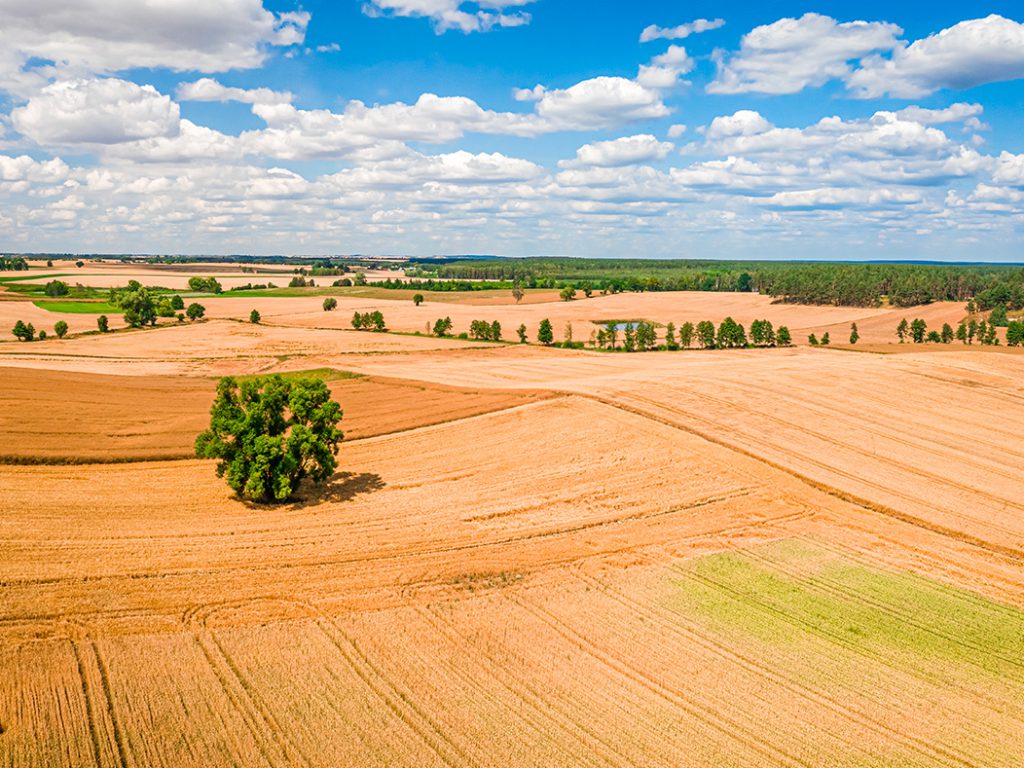 terreno-agricolo-villanova-di-denore-1
